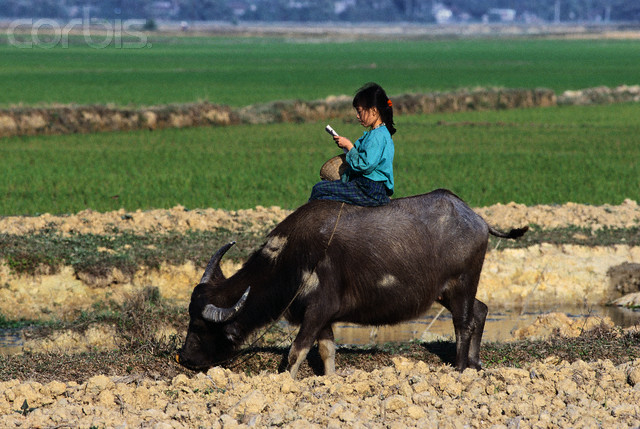 Vietnamese Girl Reading Book While Riding Buffalo