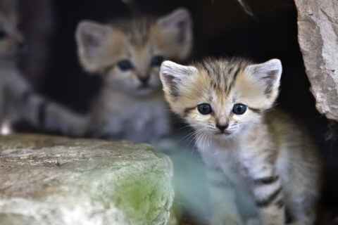 A sand kitten sits at her enclosure at the Ramat Gan Safari near Tel Aviv August 14, 2012. Four sand kittens, considered extinct in Israel, were born 3 weeks ago at the safari park, an open-air zoo, a statement from the safari said. REUTERS/Nir Elias (ISRAEL - Tags: ANIMALS TPX IMAGES OF THE DAY)
